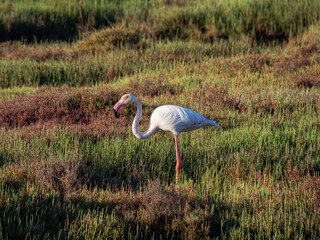 Flamingo in the Ebro River Delta. Flamingos in the Ebro Delta Natural Park, Tarragona. Great Flamingo (Phoenicopterus roseus), Ebro Delta Natural Reserve, Tarragona province, Catalonia, Spain