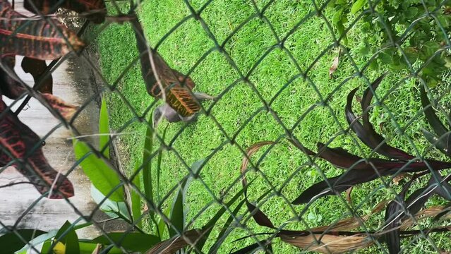 A monitor lizard crawls on the grass in a large enclosure. monitor lizard in Sri Lanka. reptiles of Sri Lanka