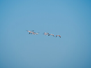 Flamingo in the Ebro River Delta. Flamingos in the Ebro Delta Natural Park, Tarragona. Great Flamingo (Phoenicopterus roseus), Ebro Delta Natural Reserve, Tarragona province, Catalonia, Spain