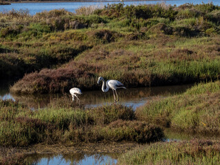 Flamingo in the Ebro River Delta. Flamingos in the Ebro Delta Natural Park, Tarragona. Great Flamingo (Phoenicopterus roseus), Ebro Delta Natural Reserve, Tarragona province, Catalonia, Spain