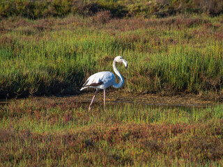 Flamingo in the Ebro River Delta. Flamingos in the Ebro Delta Natural Park, Tarragona. Great Flamingo (Phoenicopterus roseus), Ebro Delta Natural Reserve, Tarragona province, Catalonia, Spain