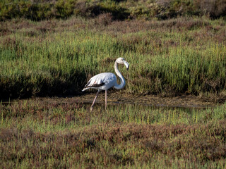 Flamingo in the Ebro River Delta. Flamingos in the Ebro Delta Natural Park, Tarragona. Great Flamingo (Phoenicopterus roseus), Ebro Delta Natural Reserve, Tarragona province, Catalonia, Spain