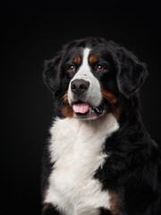 An endearing Bernese Mountain Dog gazes out with warm, soulful eyes, its tricolor coat rich against...