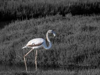 Flamingo in the Ebro River Delta. Flamingos in the Ebro Delta Natural Park, Tarragona. Great Flamingo (Phoenicopterus roseus), Ebro Delta Natural Reserve, Tarragona province, Catalonia, Spain