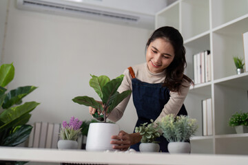 Hobby, asian young woman transplanting in ceramic flower pot, houseplant with dirt or soil on table...