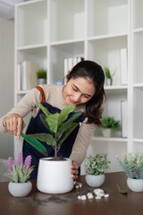 Hobby, asian young woman transplanting in ceramic flower pot, houseplant with dirt or soil on table at home