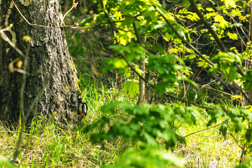 Dzięcioł © Katarzyna