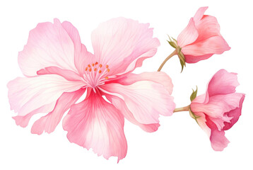 PNG Pink flower hibiscus blossom petal. 