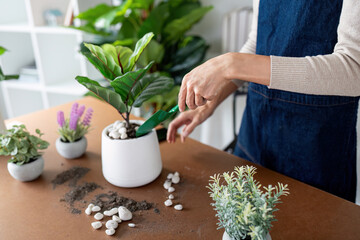 Hobby, young woman transplanting in ceramic flower pot, houseplant with dirt or soil on table at home