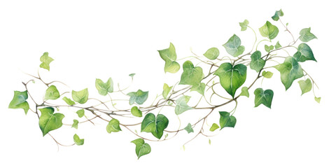 Obraz premium PNG Vines plant leaf vine. 