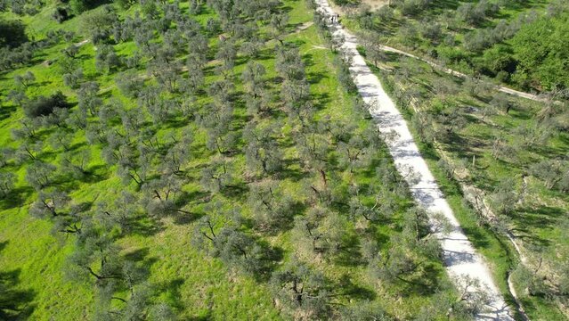 Circular flying over beautiful tuscan landscape during spring season with a olive trees plantation and a with gravel road.