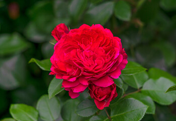 Bush with beautiful buds of red roses in the garden.