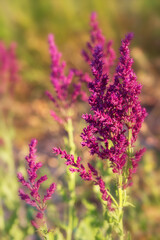 Background or Texture of Salvia nemorosa 'Schwellenburg' in a Country Cottage Garden in a romantic rustic style