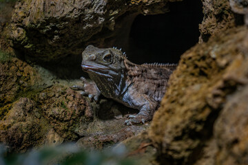 Tuatara - Sphenodon punctatus, unique large reptile called living fossil endemic to forests of New Zealand.