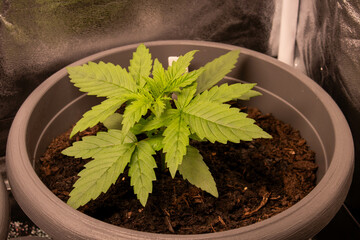 Cannabis in der Wachstumsphase