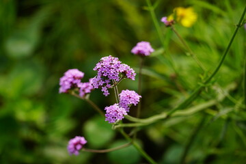 Verbena bonariensis flowers bloom in the garden