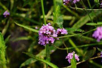 Verbena bonariensis flowers bloom in the garden