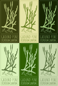 Set of drawing GROUND PINE in various colors. Hand drawn illustration. The Latin name is LYCOPODIUM CLAVATUM L
