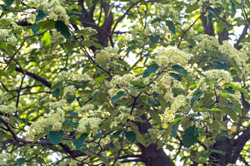 Schwedische Mehlbeere