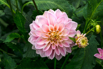 Soft pink terry dahlias in a flowerbed in the garden.