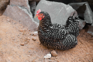 close-up hen. a chicken sits on the sand and stares into the lens.