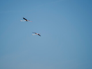 Flamingo in the Ebro River Delta. Flamingos in the Ebro Delta Natural Park, Tarragona. Great Flamingo (Phoenicopterus roseus), Ebro Delta Natural Reserve, Tarragona province, Catalonia, Spain
