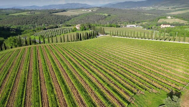Aerial view on the rows of young vineyards in Italy in the Chianti Classico area on the hills near Mercatale Val di Pesa (Florence). Rows of Italian vineyards. Tuscany. Italy.