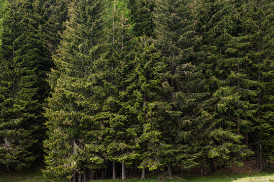 bosco di pini e abeti verdi in un ambiente naturale di montagna nel nord Italia, visti da vicino, di fronte, di giorno, in primavera