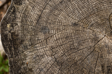 visuale macro della sezione un tronco di un albero tagliato dai colori sbiaditi e spenti, con vista...