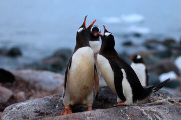 Canto de pinguinos