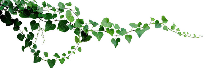 Bush grape or three-leaved wild vine cayratia (Cayratia trifolia) liana ivy plant bush, nature frame jungle border isolated on white background, clipping path included