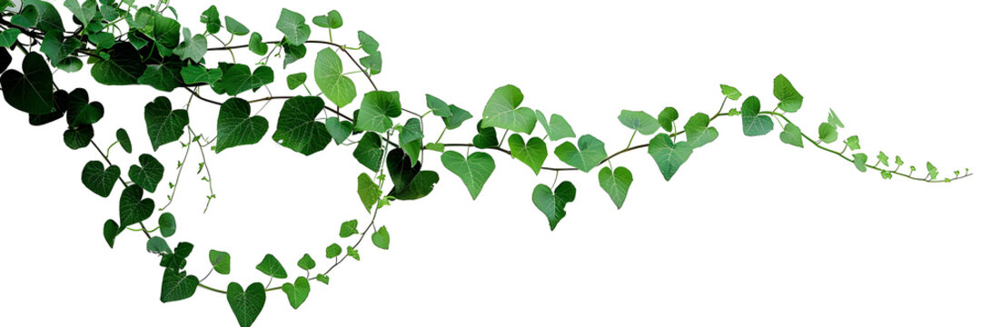 Bush grape or three-leaved wild vine cayratia (Cayratia trifolia) liana ivy plant bush, nature frame jungle border isolated on white background, clipping path included