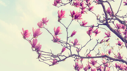 magnolia with dew drops blooming in the spring