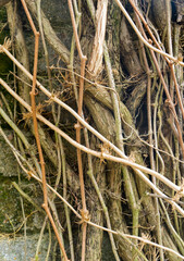 Dried vines on the wall of the building.