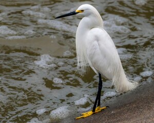 Egret