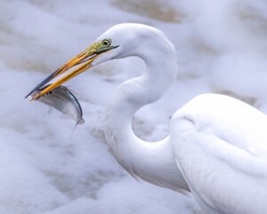 Egret