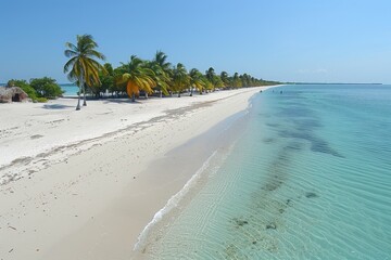 White Sandy Beach With Palm Trees