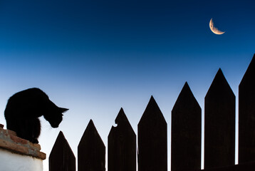 Twilight Black Cat by Wooden Fence in Spain.