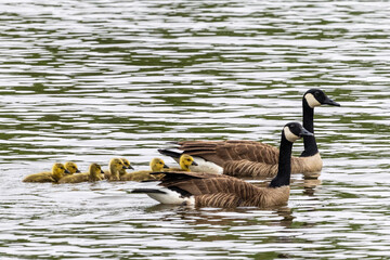 country goose family