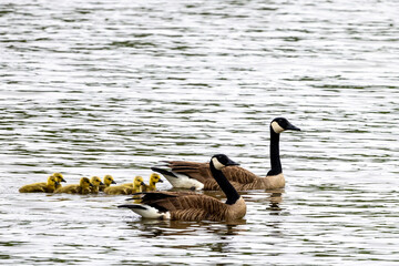 country goose family