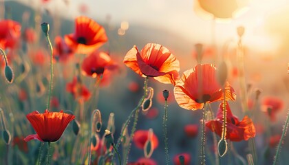 A serene field of red poppies bathed in the warm glow of the setting or rising sun, highlighting nature's beauty and tranquility