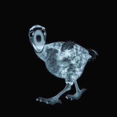 dodo cartoon is walking and also looking back © DM7