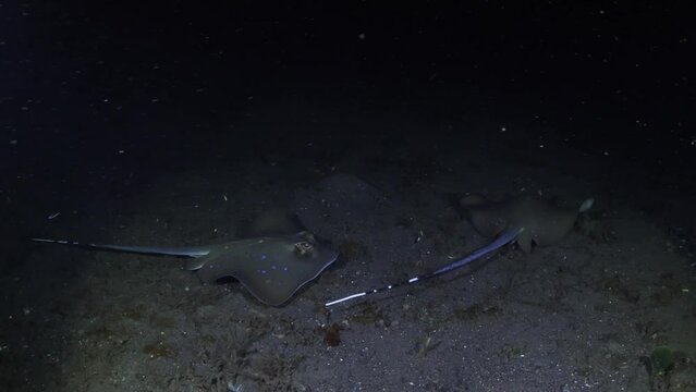 A couple of blue-spotted stingrays are looking for food at night. Sea life of Tulamben, Bali, Indonesia. 4k underwater video.