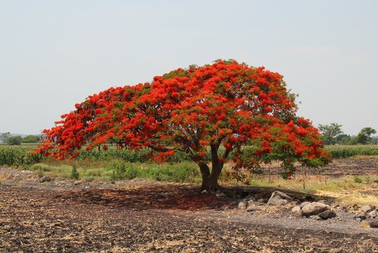 Flammenbaum