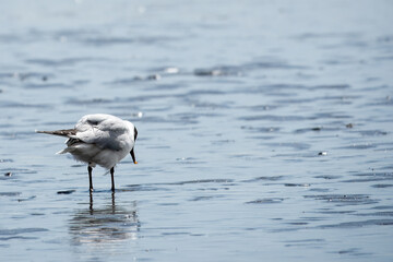 black headed gull  chroicoccephelus ridibundus looking at reflection in the wet sand 