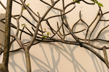 branches of a tree