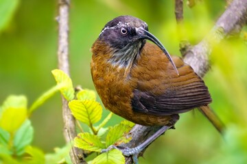 Unveiling the Slender-billed Scimitar Babbler: Asia's Enigmatic Forest Dweller - Insights into Behavior, Habitat, and Conservation Efforts