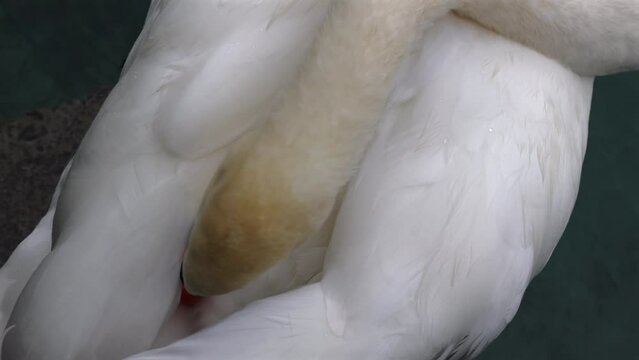 Mute Swan -  one of the heaviest extant flying birds.