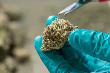 Hand trimming Buds of Cannabis in Drying Curing Cannabis flowers buds process Closeup with drying cola pistil trichomes all in buds. trimming by scissors for drying curing process Buds of Cannabis.