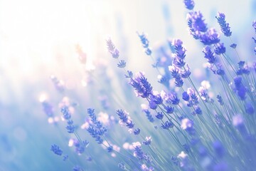 Close up of blooming lavender field